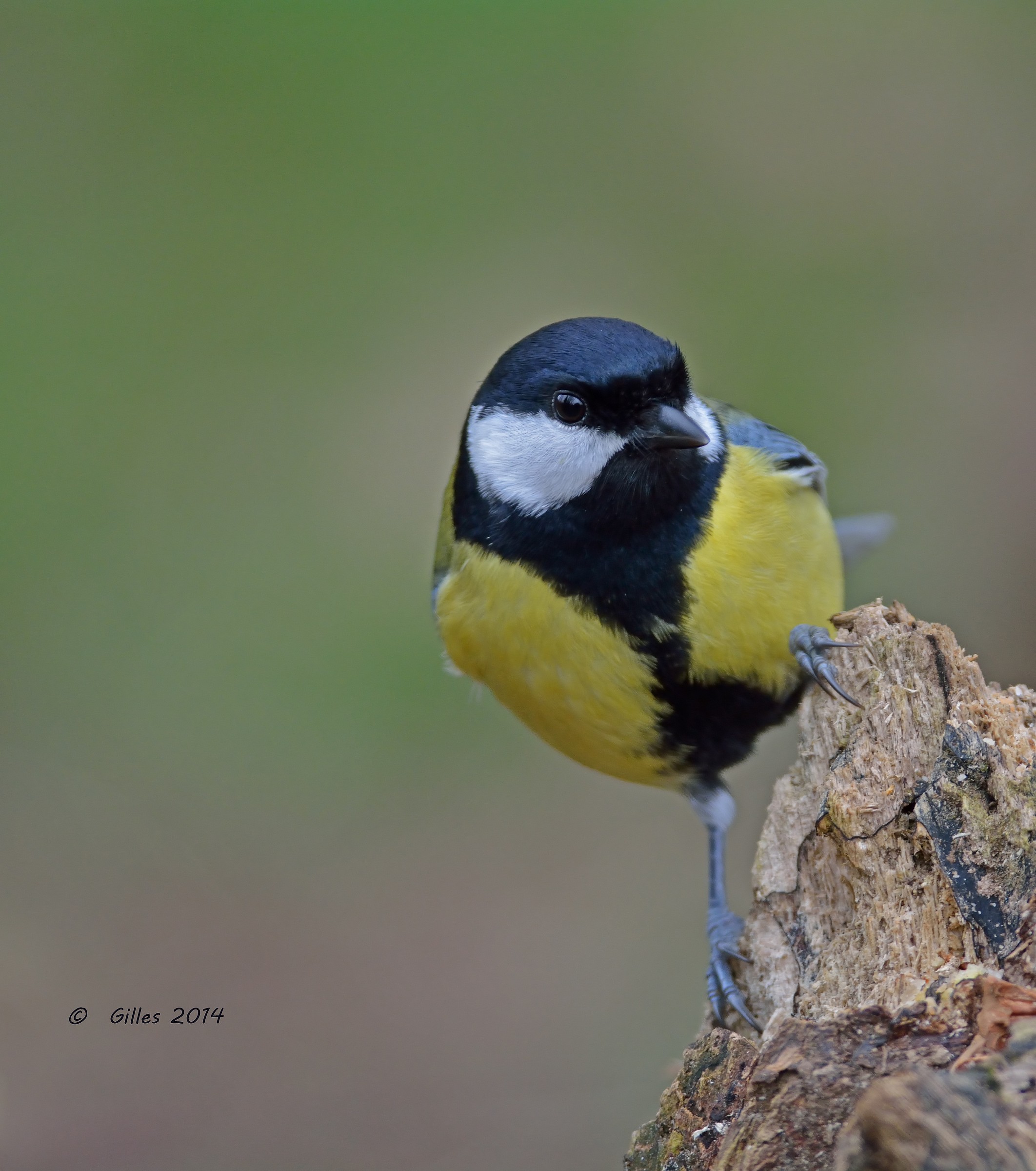 Cinciallegra (Parus major)