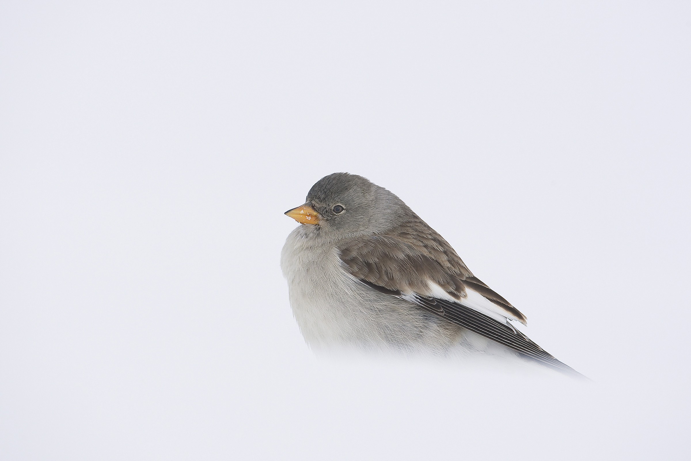 Finch in the fog