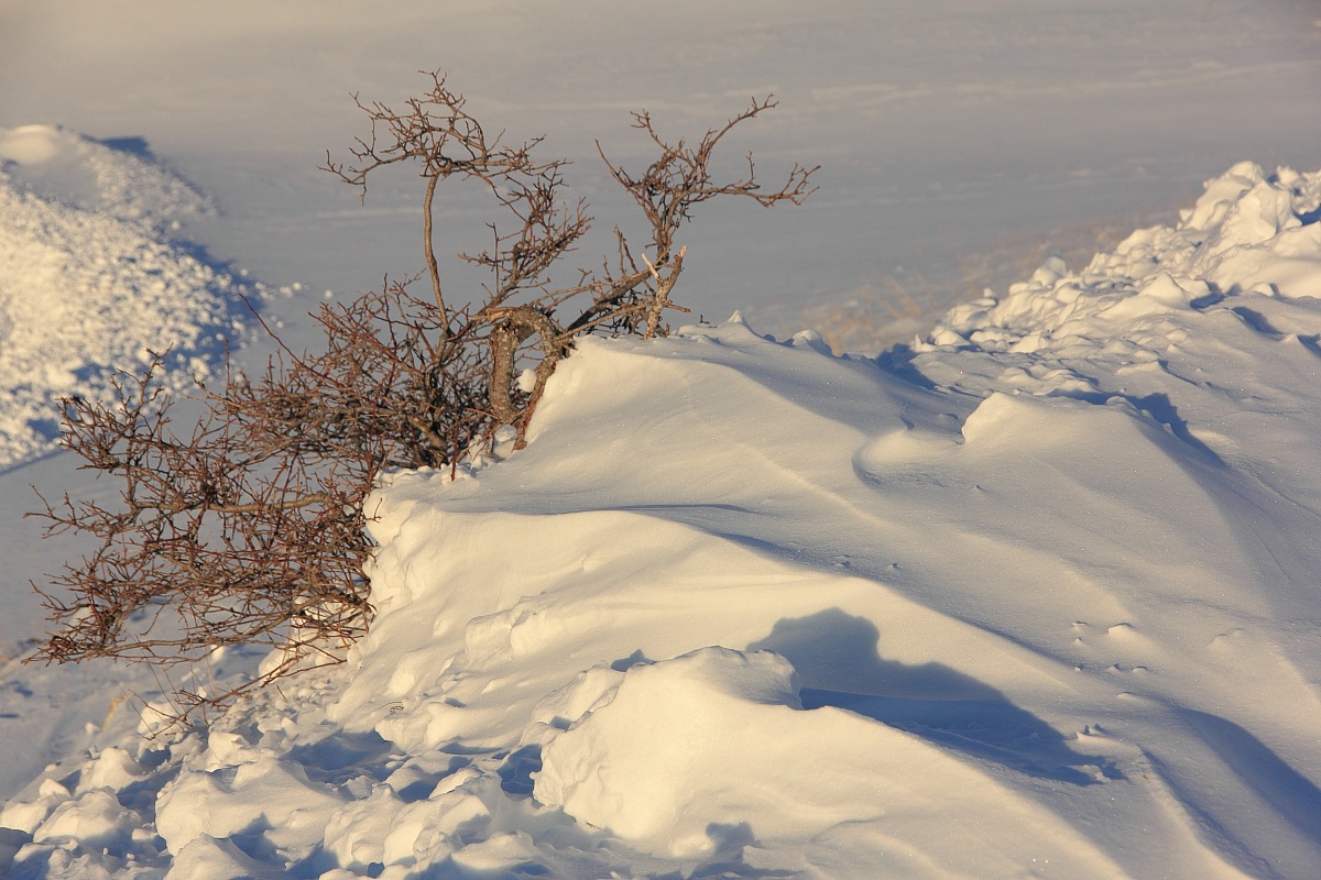 Trine di neve e di alberi