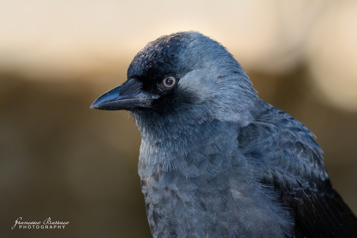 Jackdaw Coloeus monedula