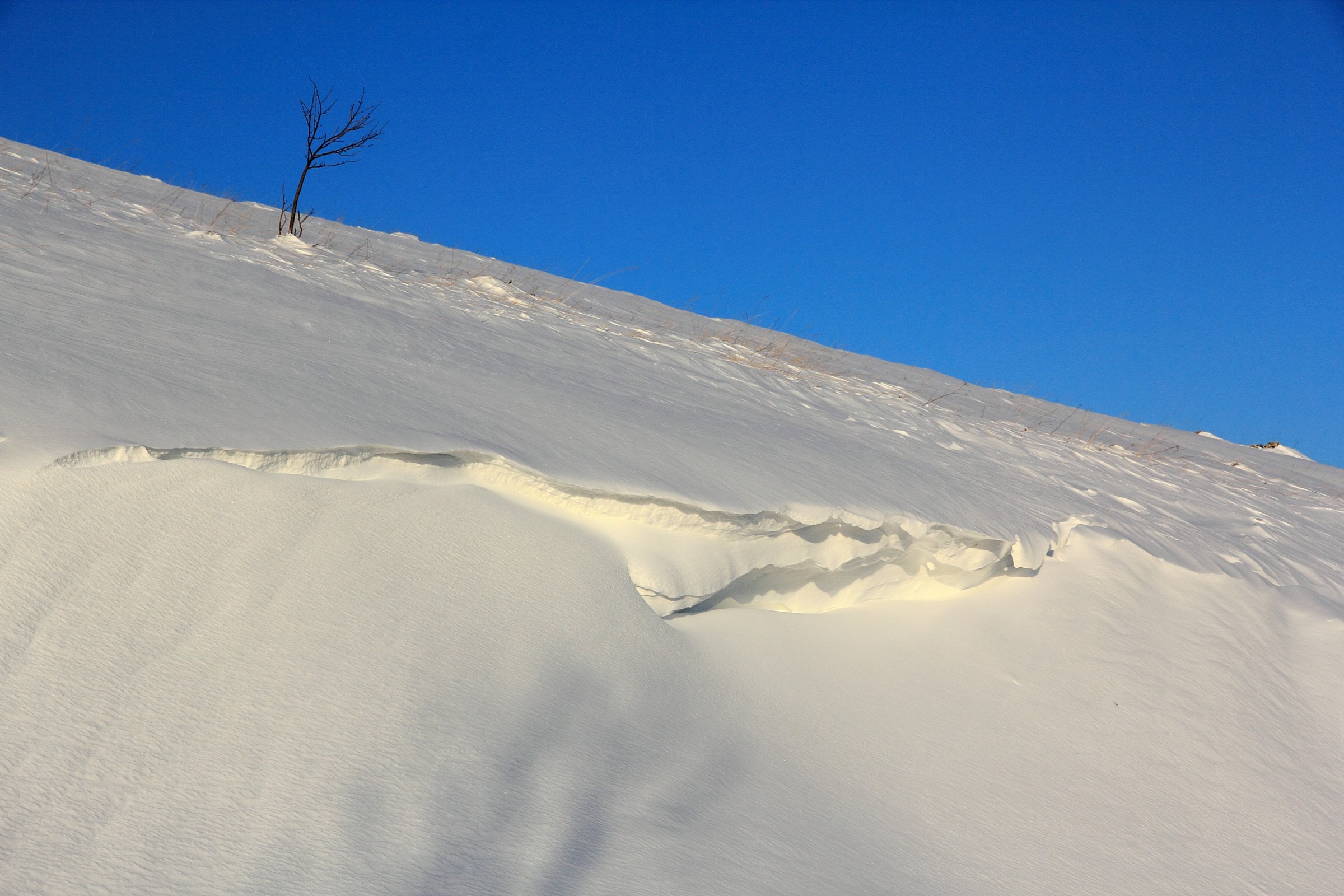 Bianco e blu con albero
