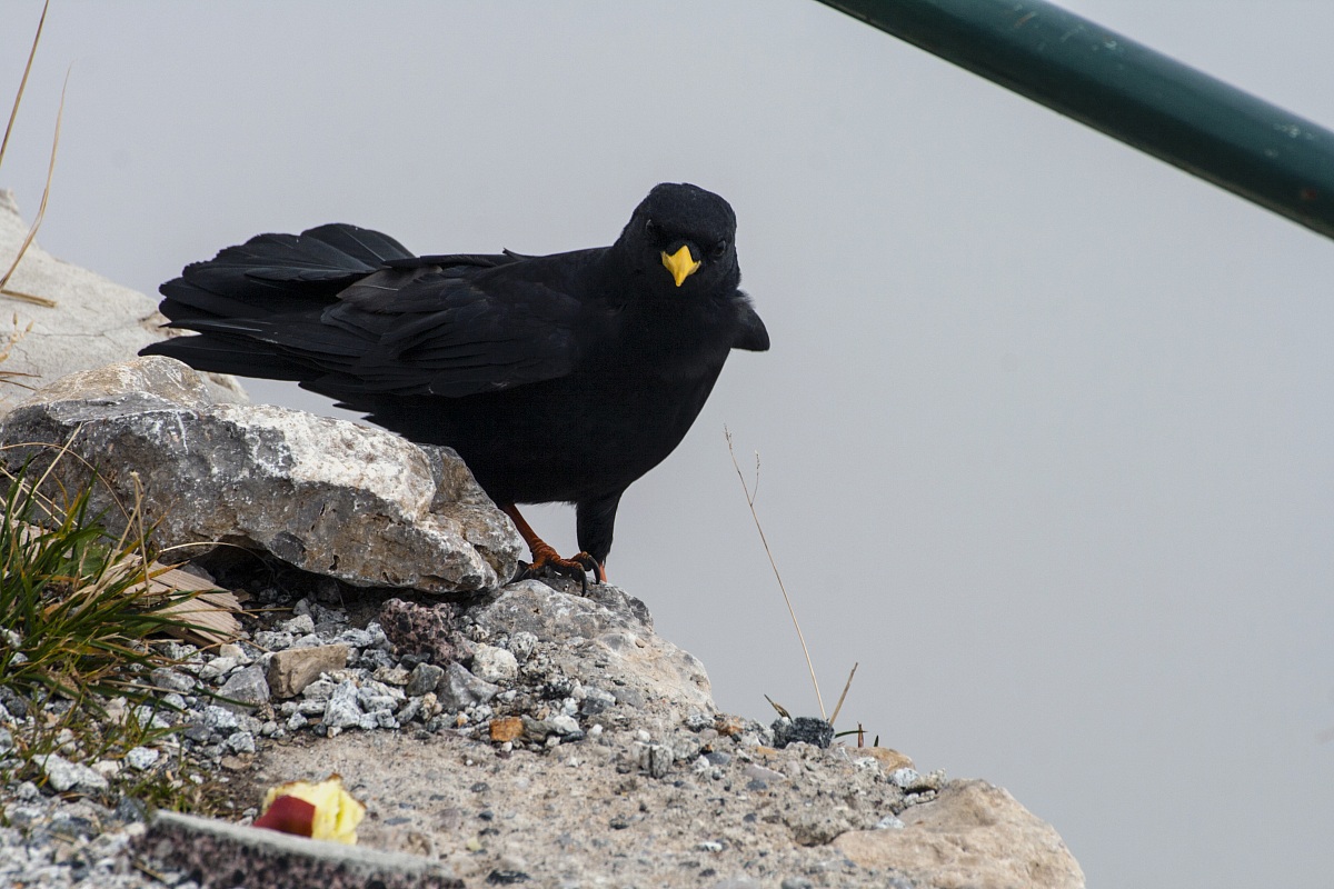 Pyrrhocorax graculus (gracchio alpino)