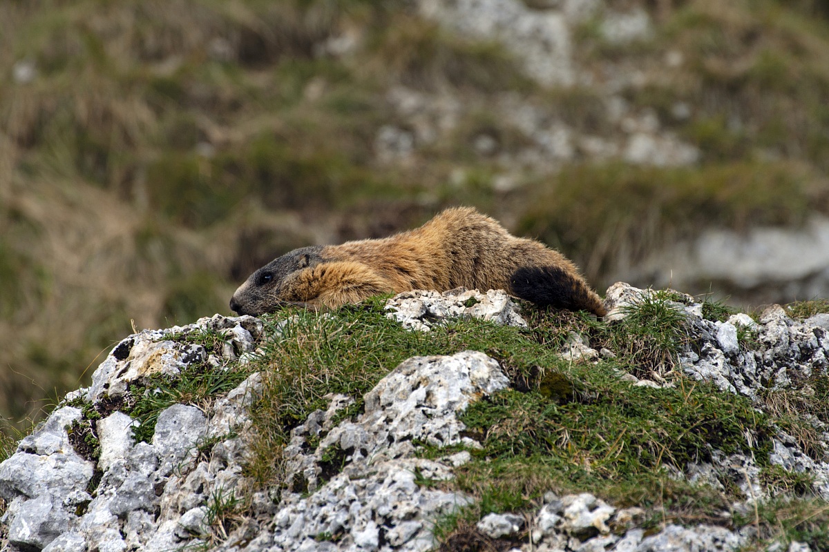 Marmota marmota