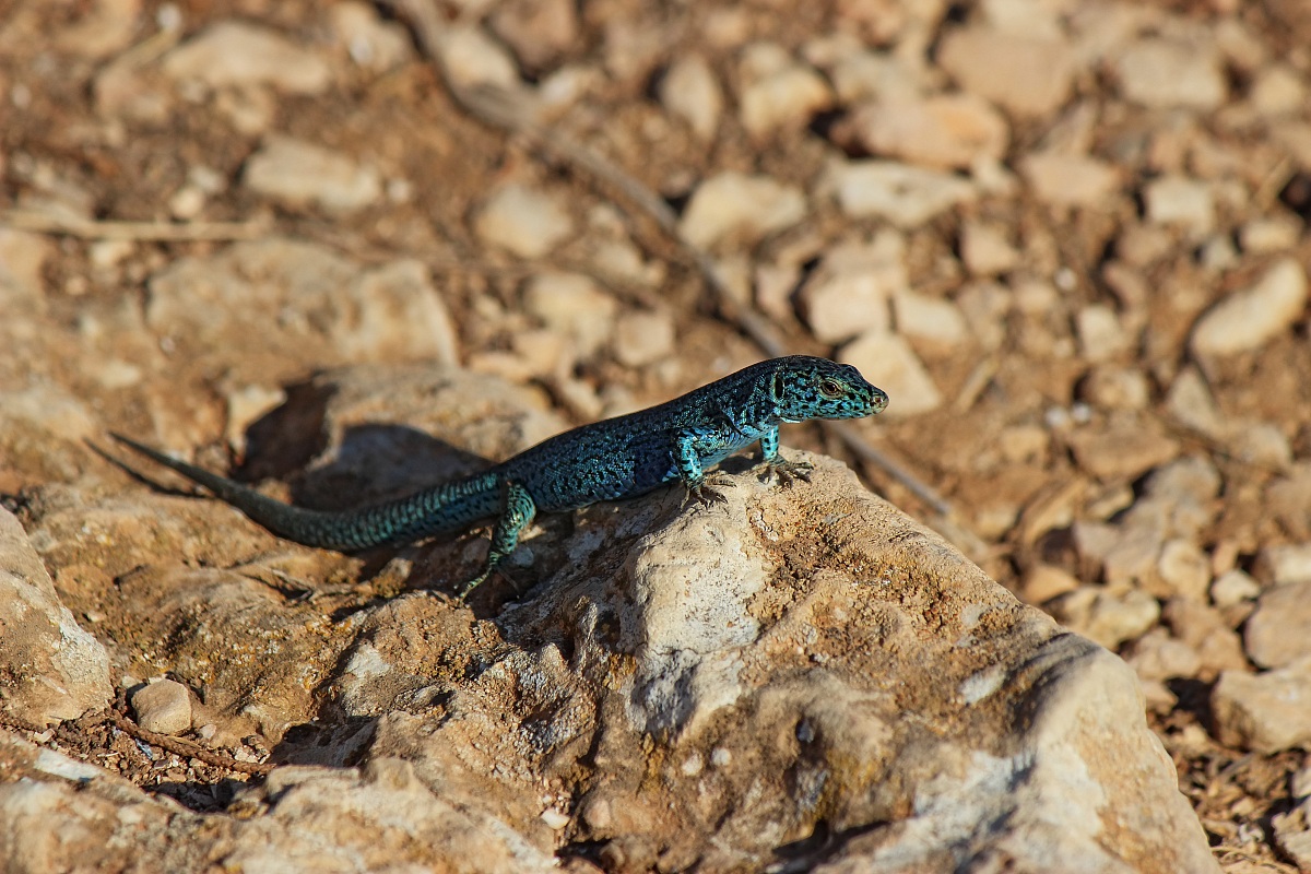 Lucertola Formentera