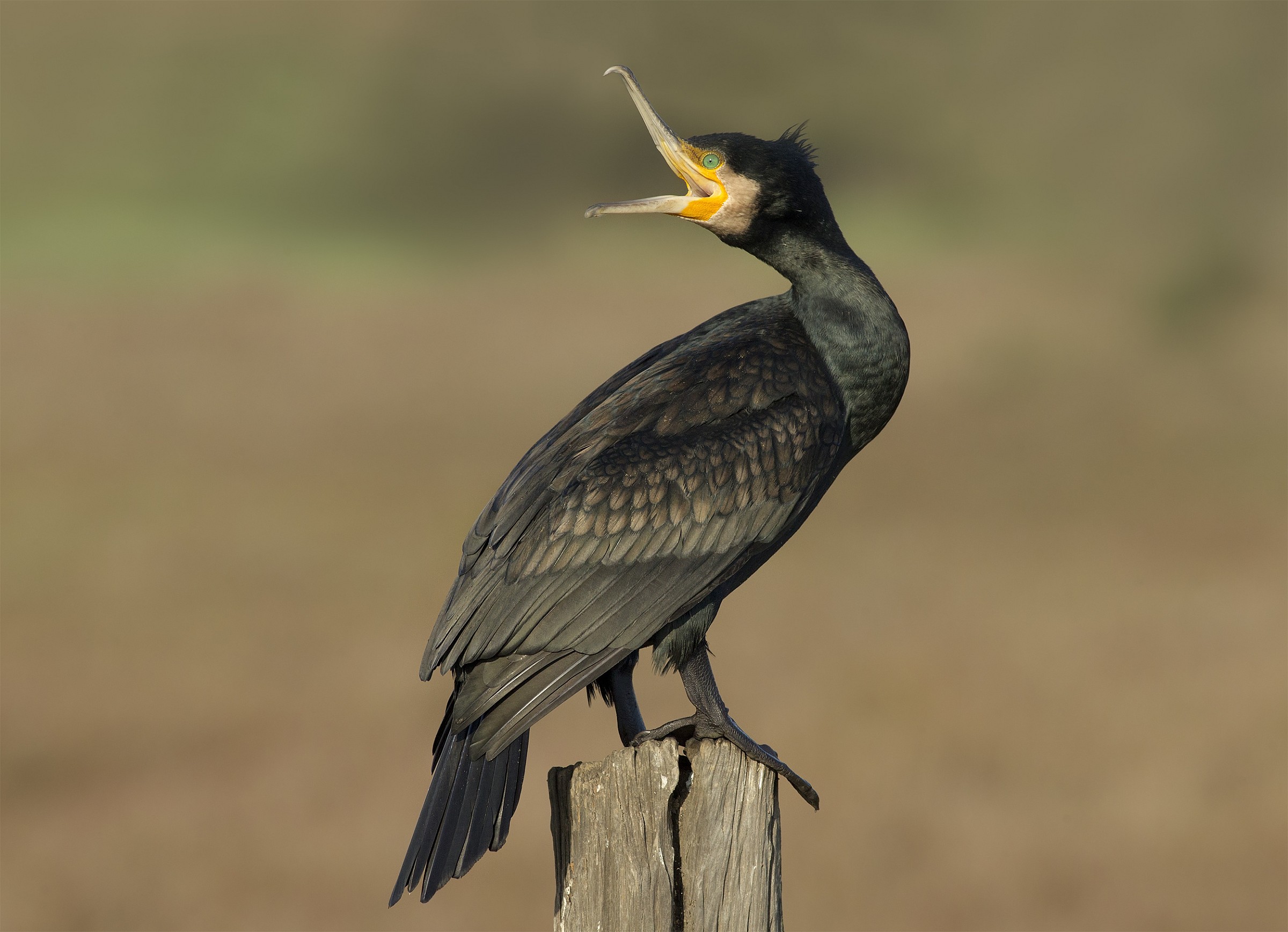 Se qualcuno ha dubbi sulla nitidezza del 400 f 5,6