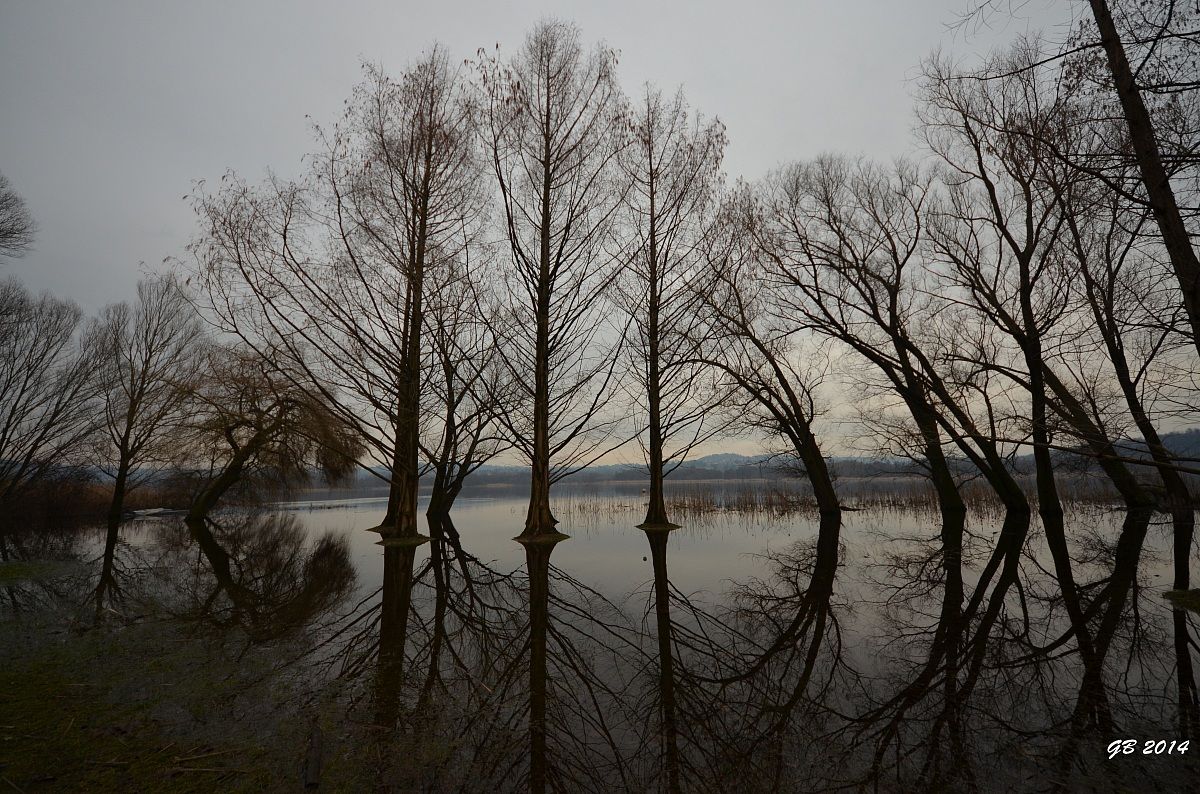 gli alberi si specchiano nel lago