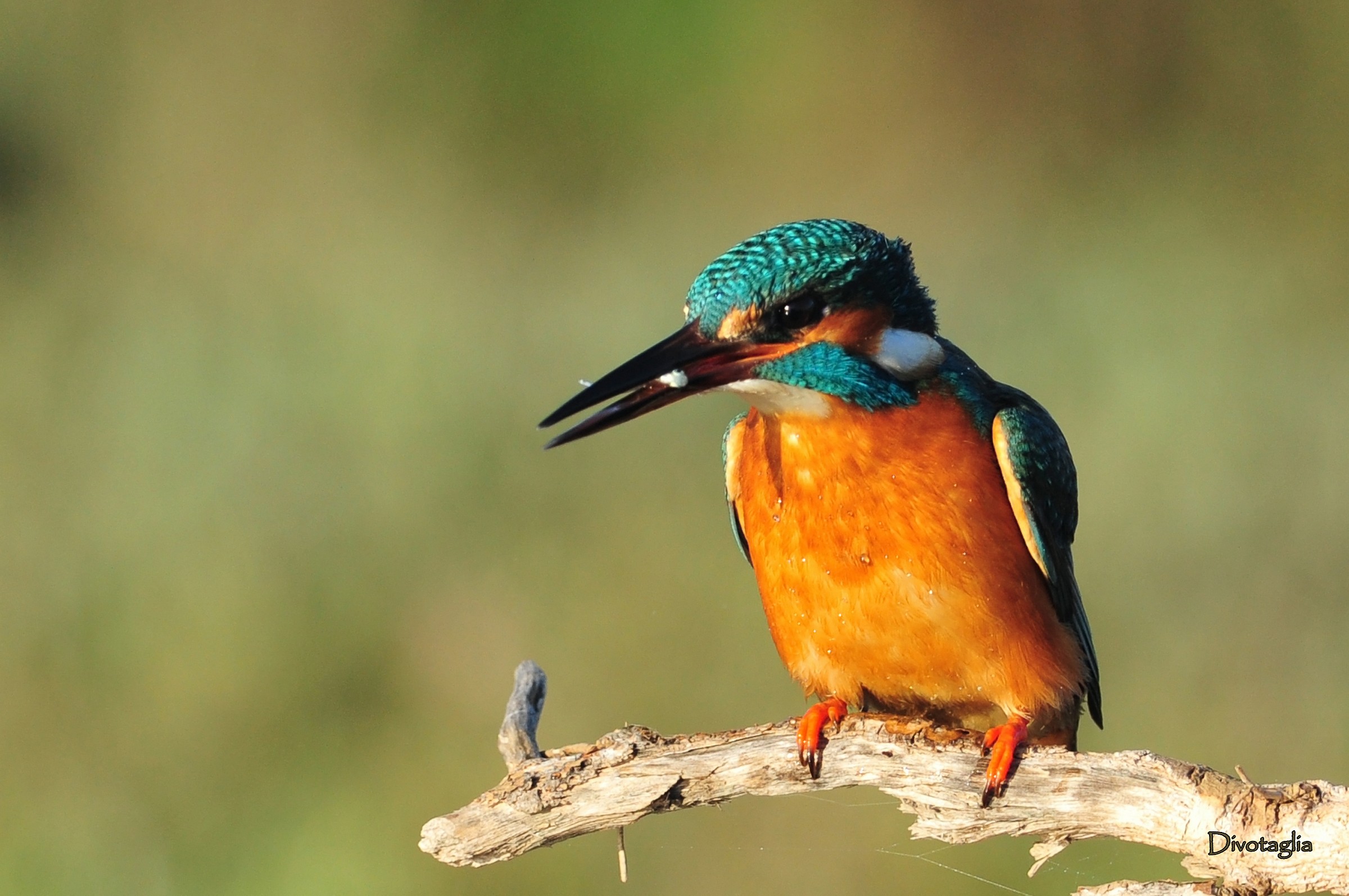 Martin pescatore (Alcedo atthis)