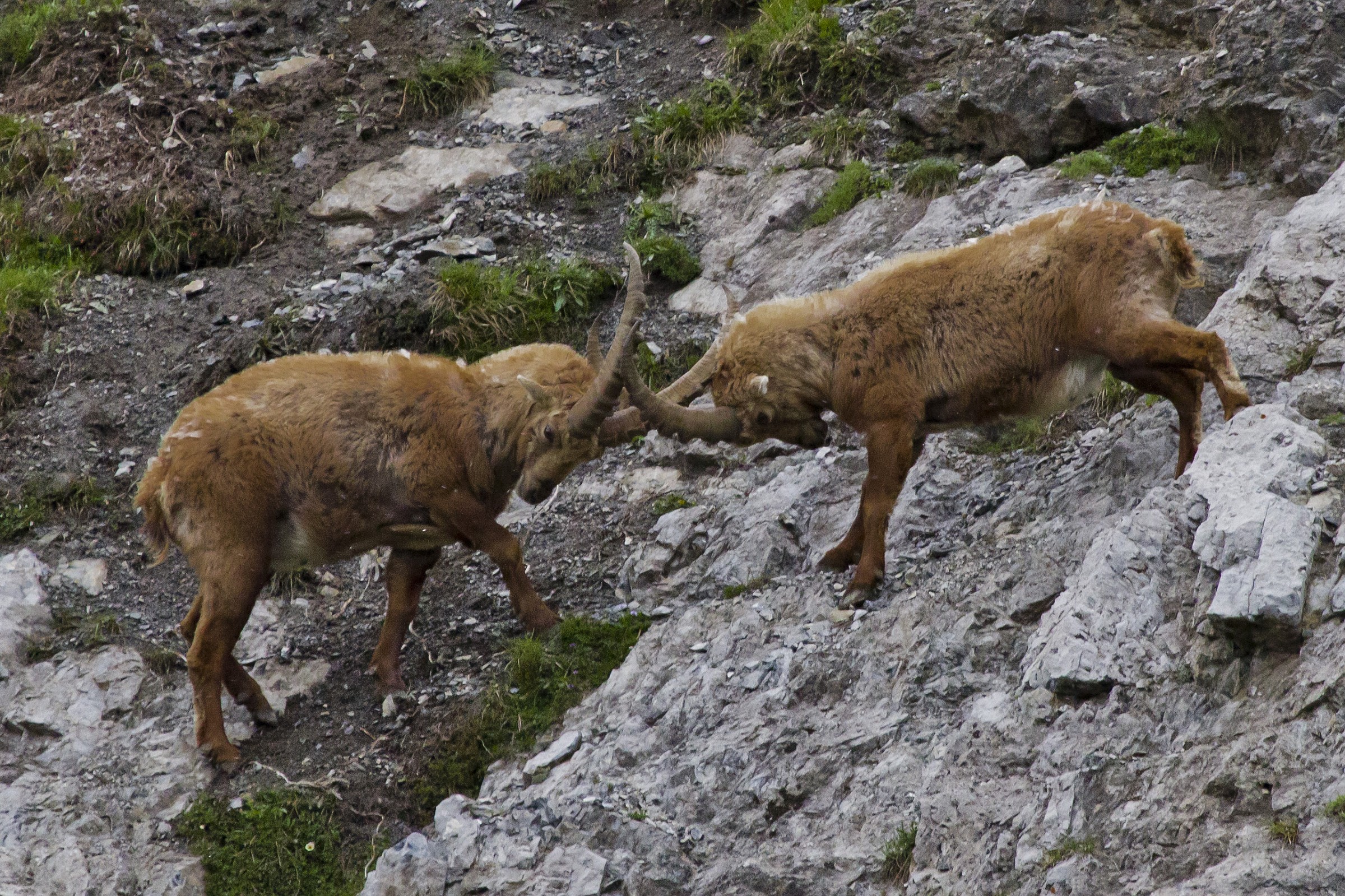 Scontro tra stambecchi