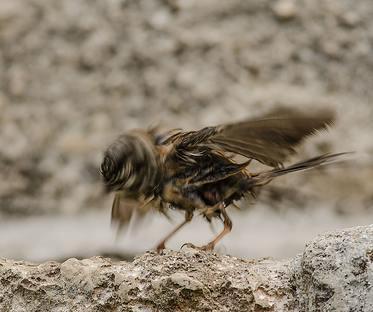 zigolo muciatto rotante