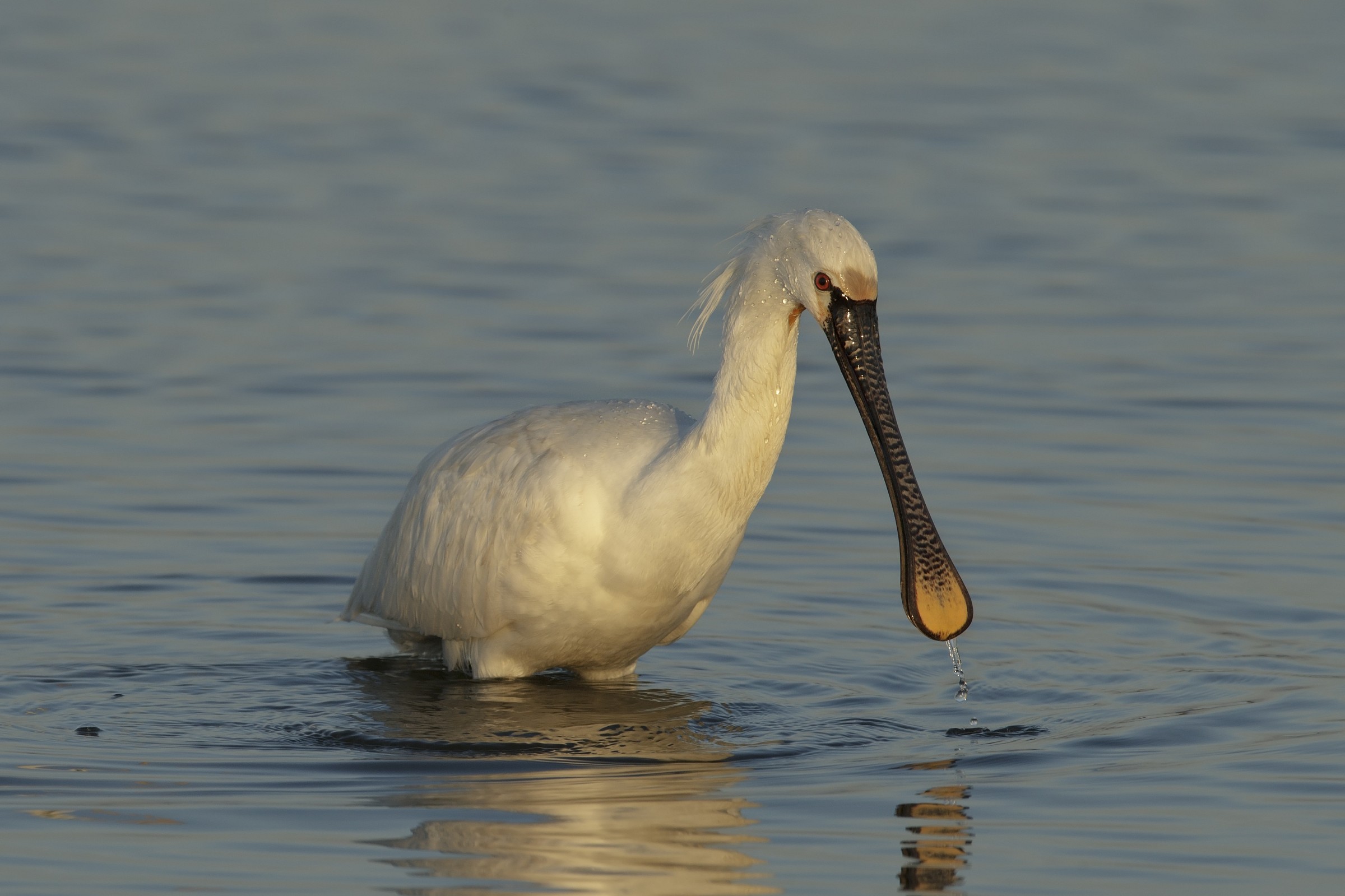 Spatola alle prime luci del mattino