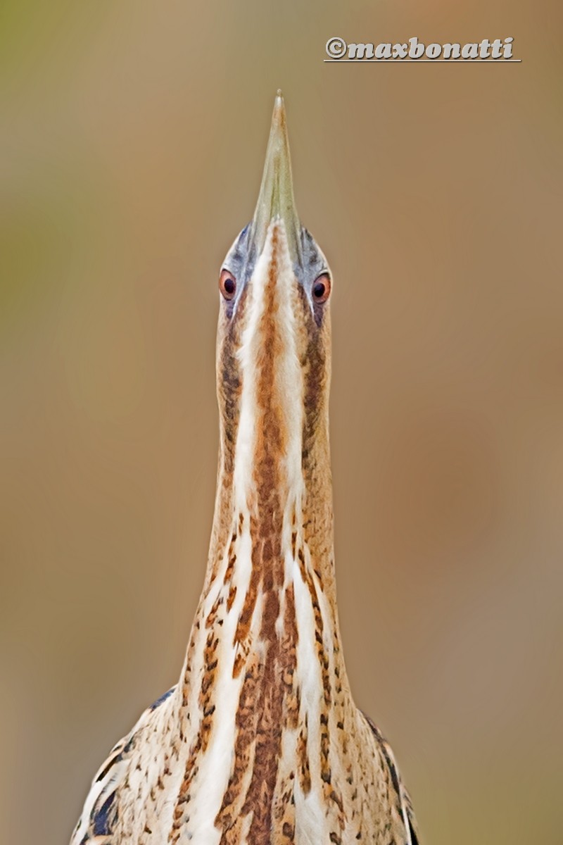 Bittern (Botaurus stellaris)