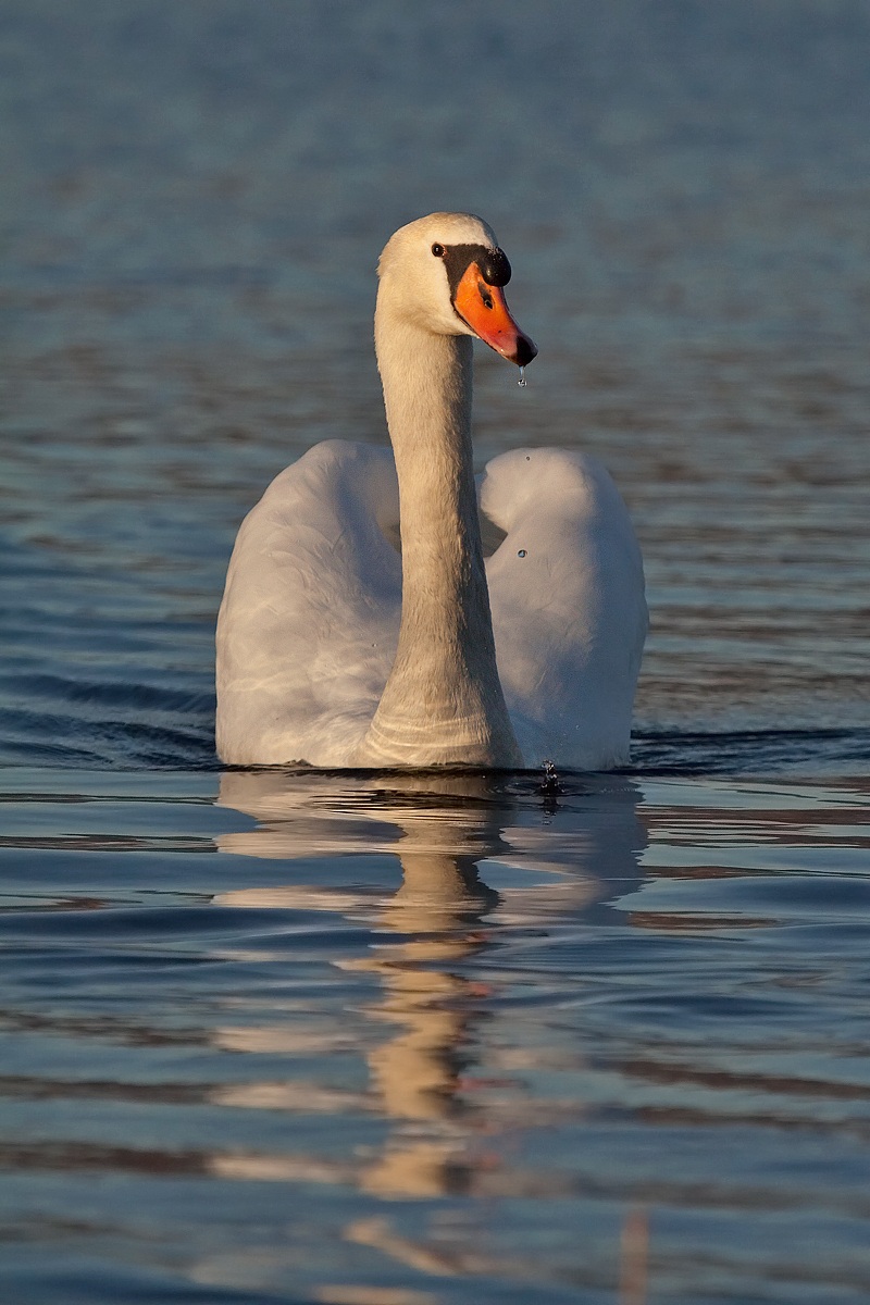 Swan at the sunset