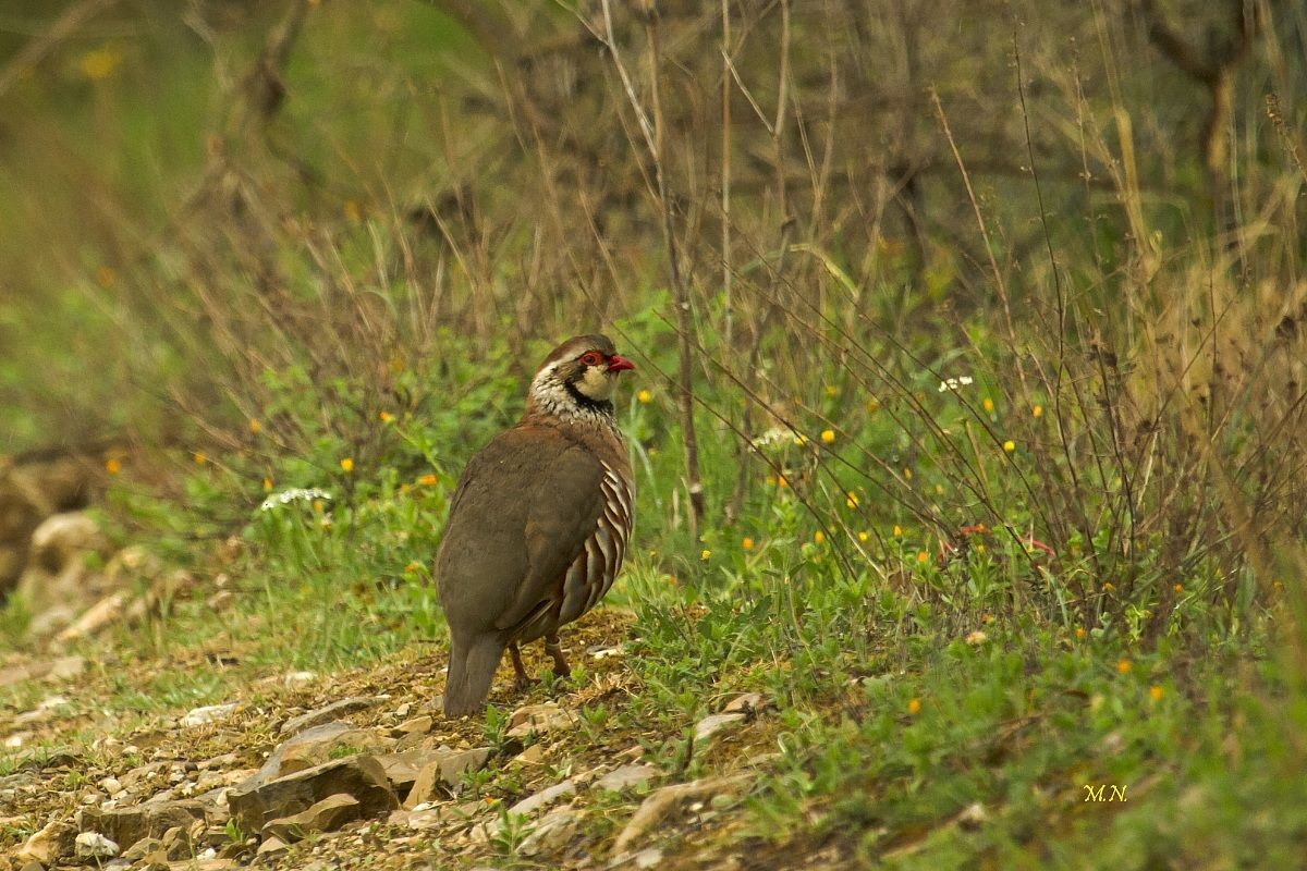 Alectoris rufa