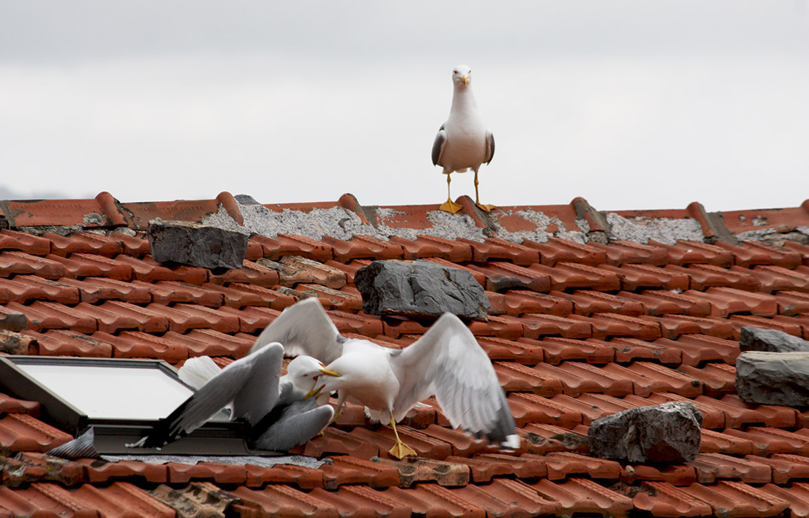 But look 'These two ...