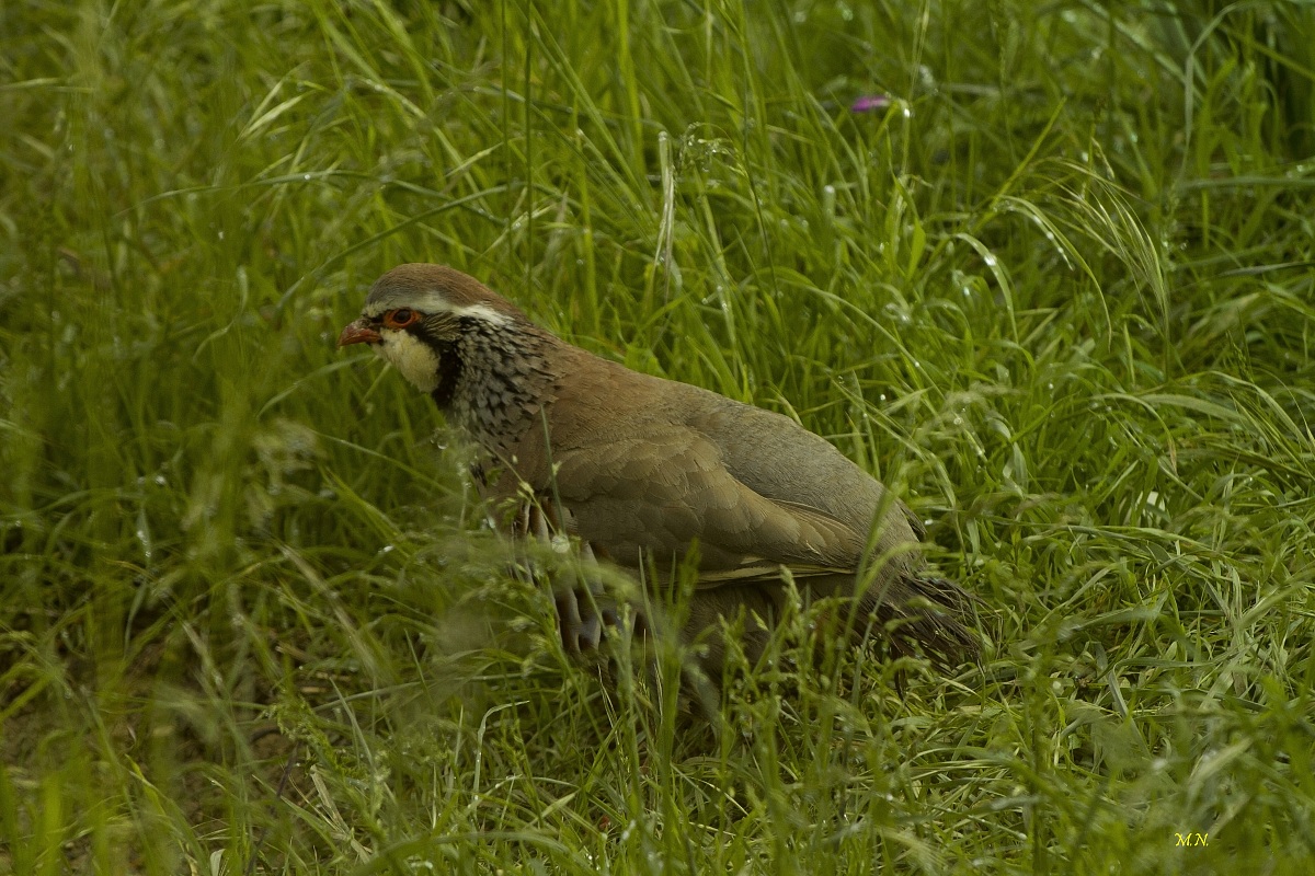 Pernice rossa nell'erba