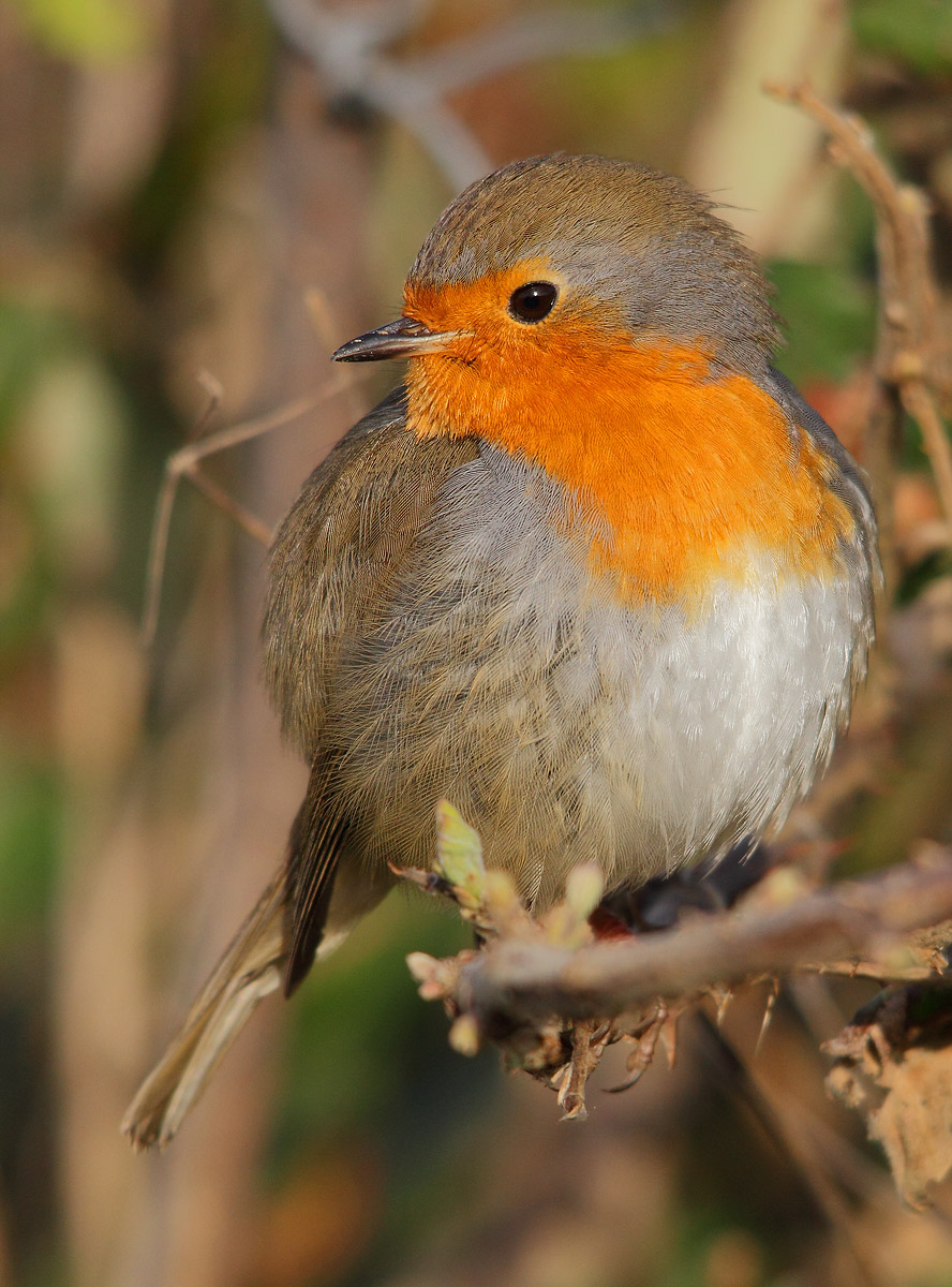 Robin