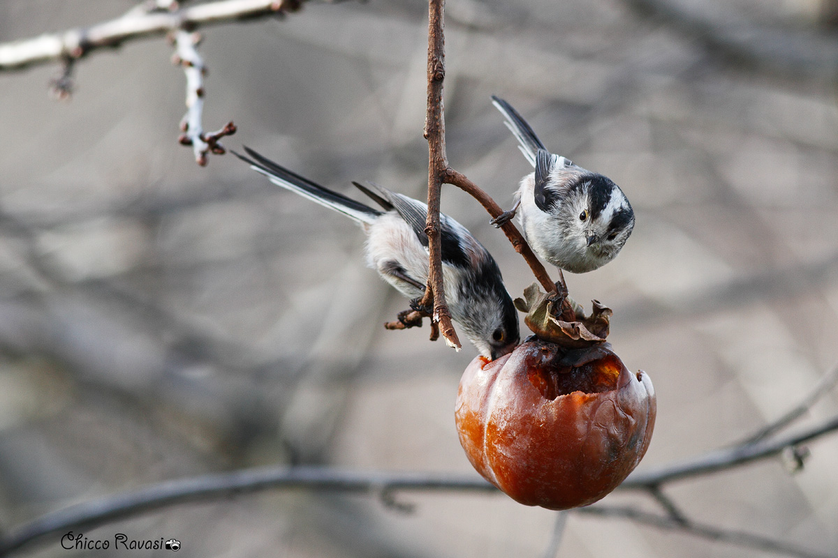 Long-tailed tits.