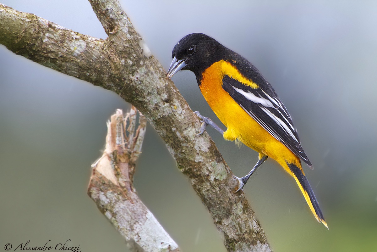 Northern Oriole