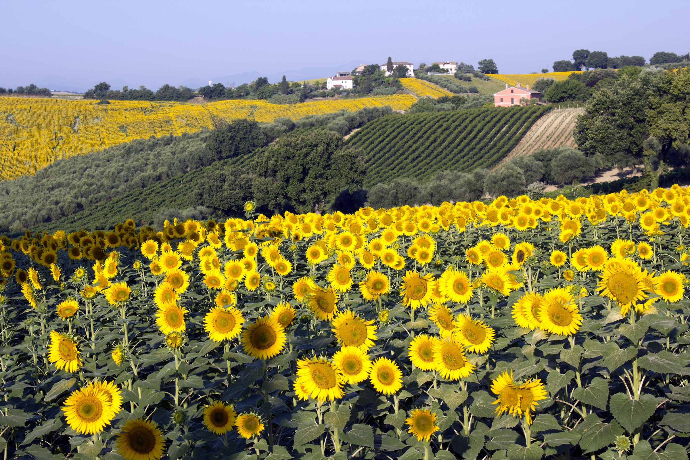 Countryside surrounding Mount St. Vitus (AN)
