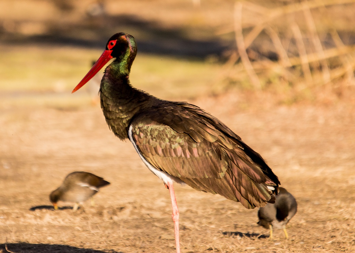 Black Stork