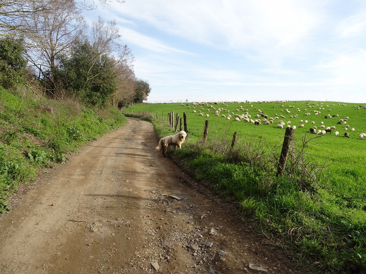 Landscape, sheep and dog
