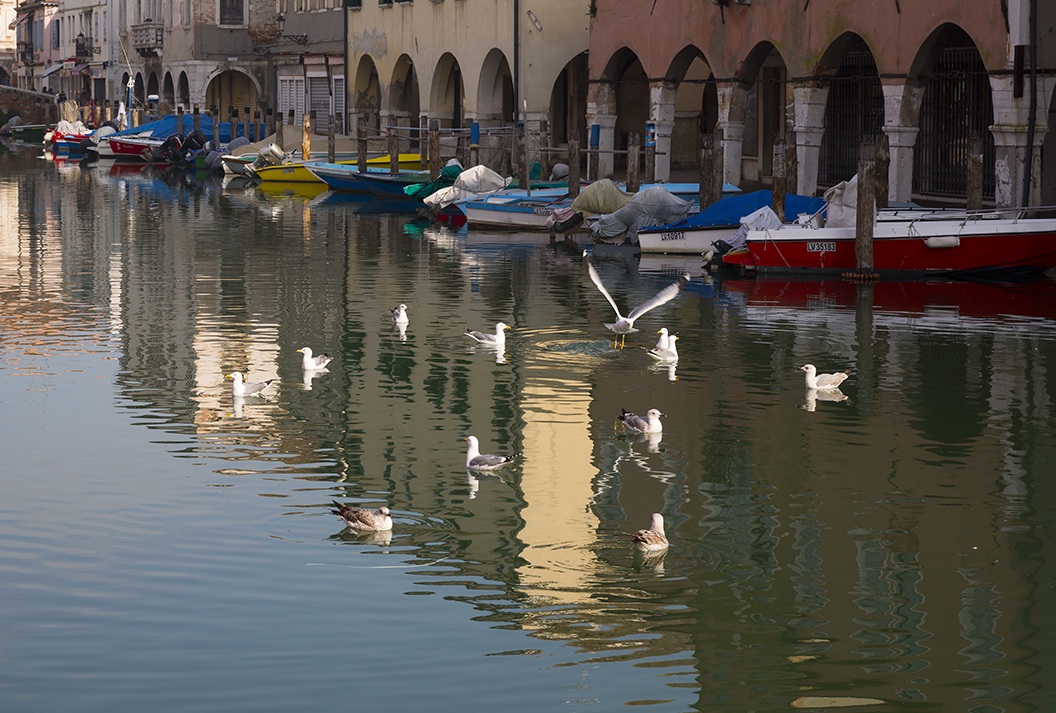 Chioggia ...