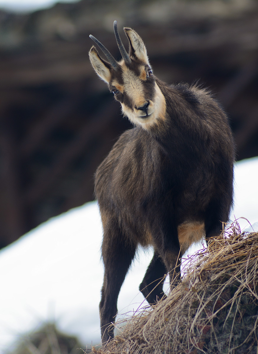Chamois
