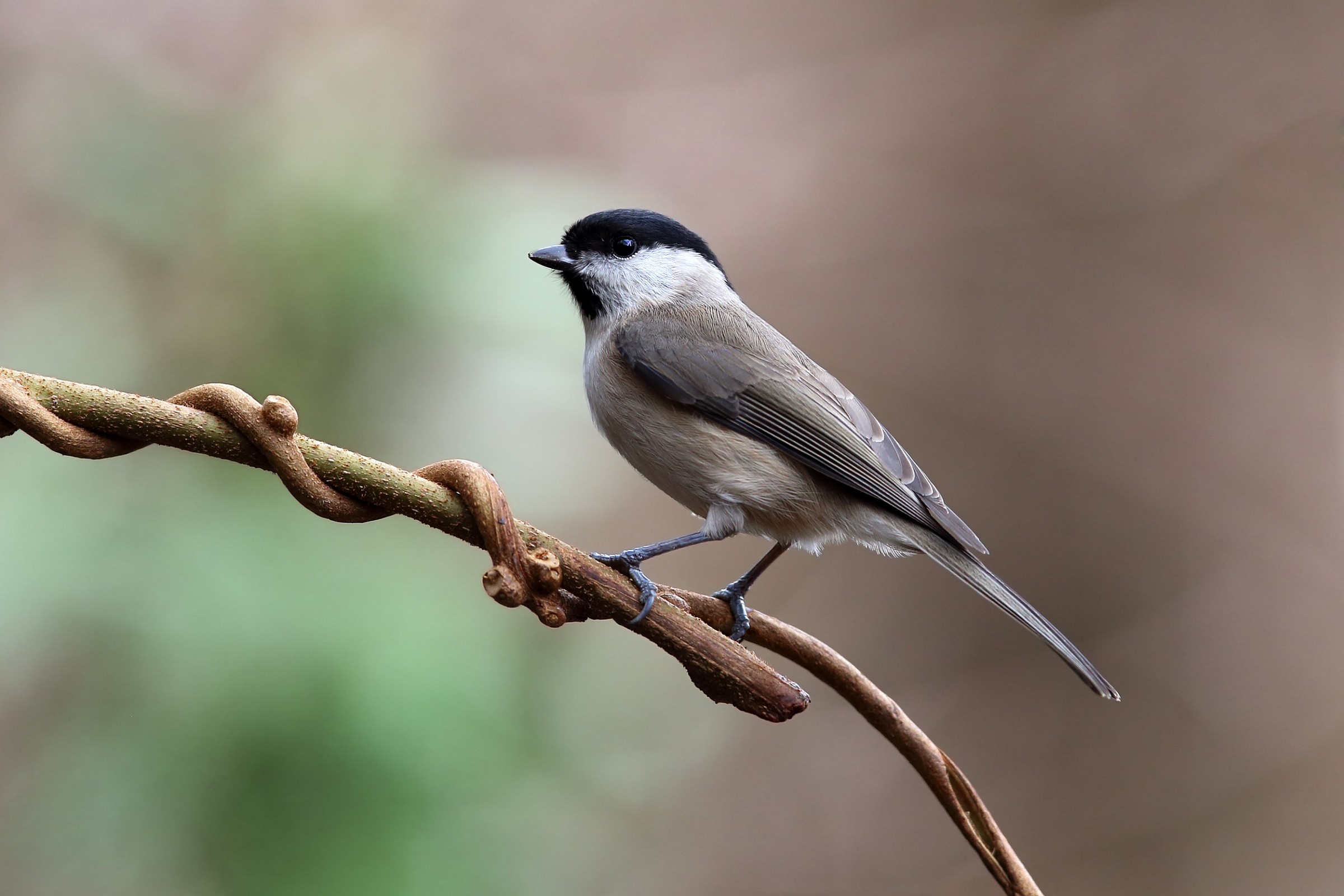 Chickadee