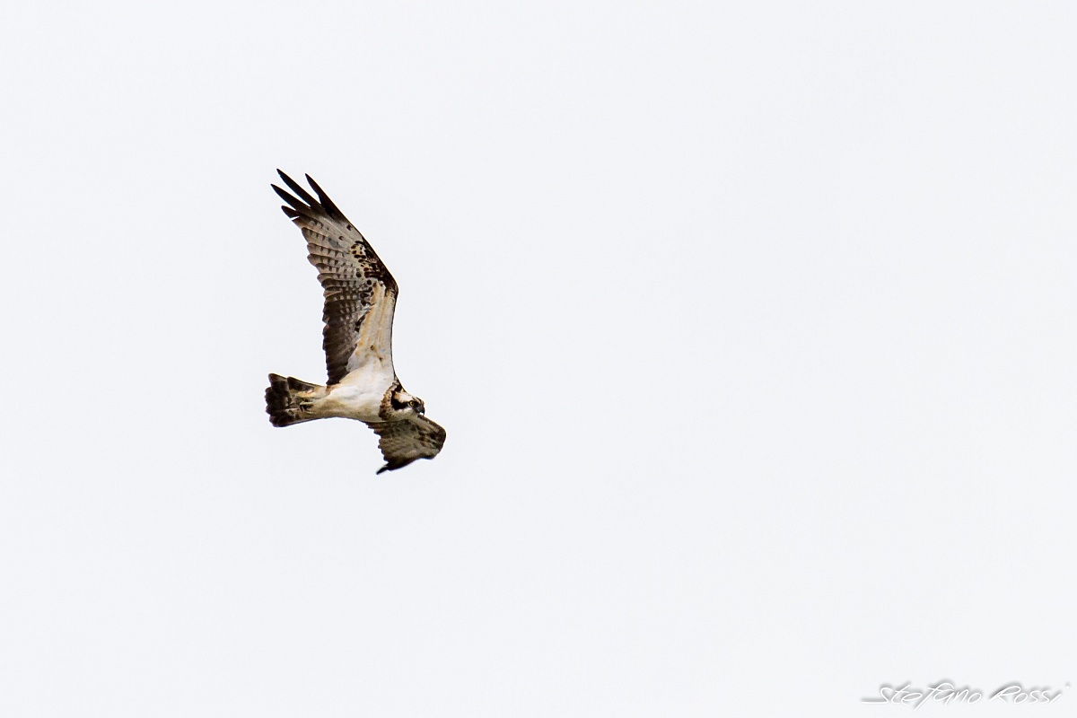Osprey
