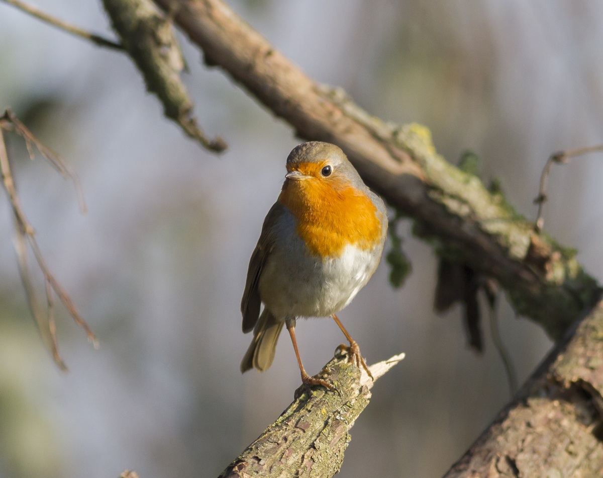 Robin