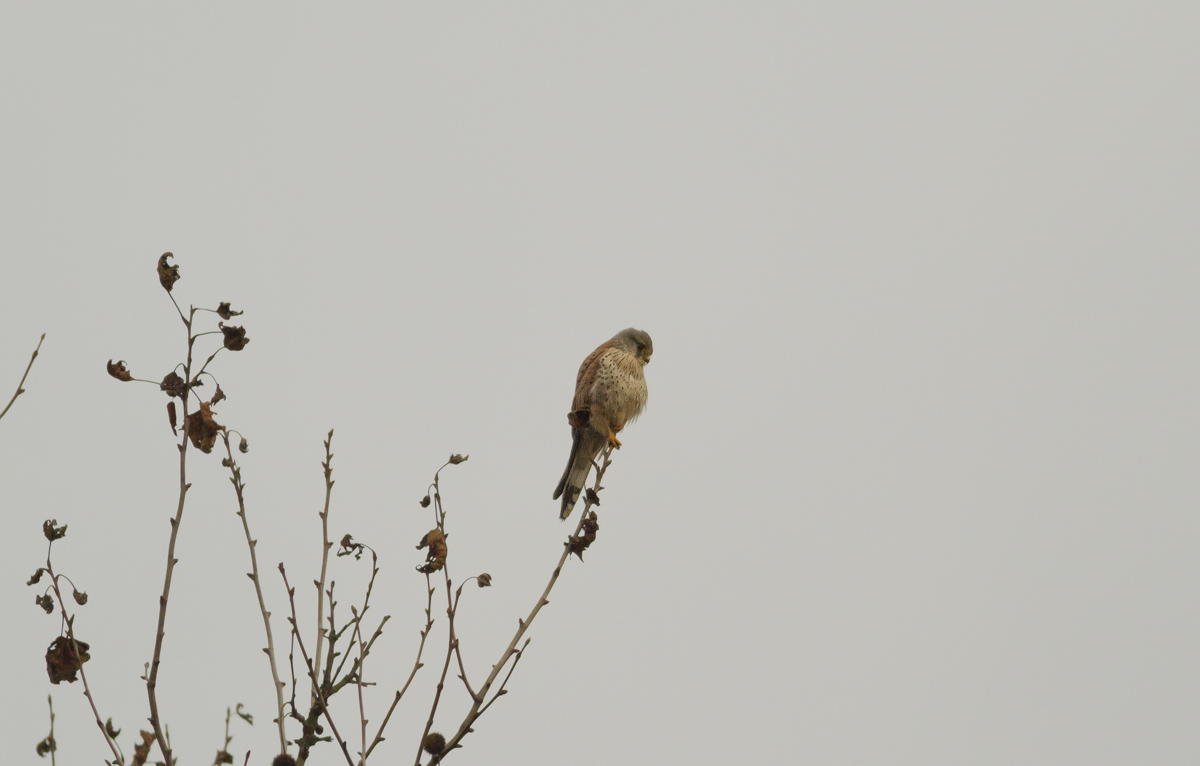 Common Kestrel Male