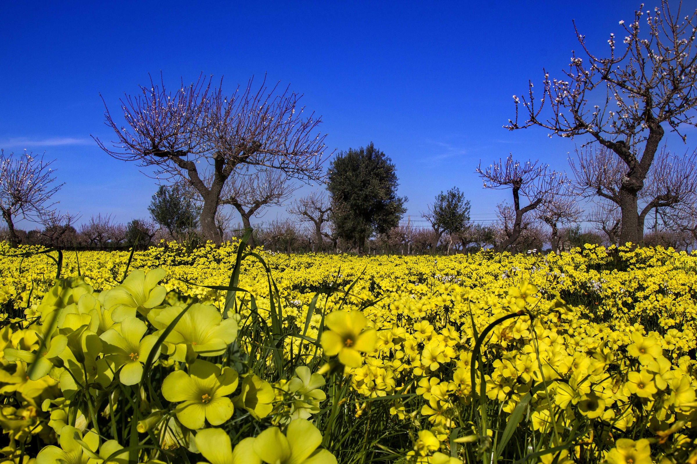 Flowers yellow wood sorrel (Oxalis pes-caprae)