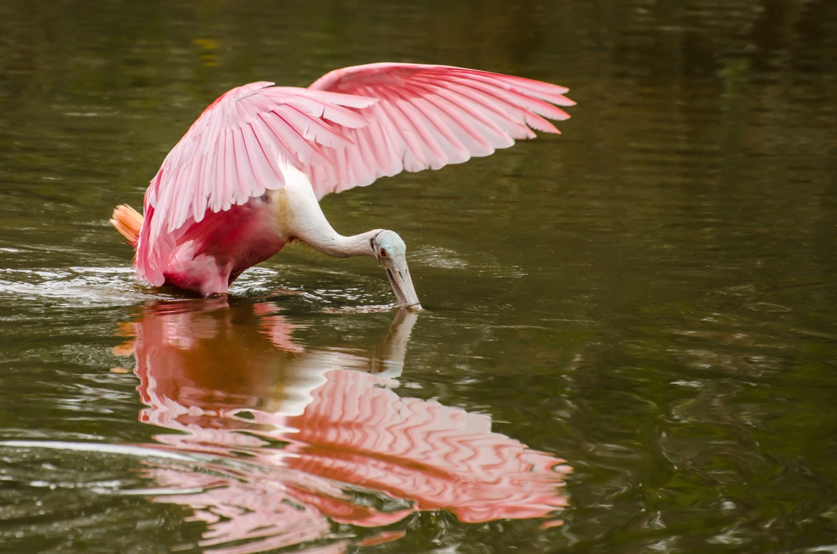 Il pranzo della spatola