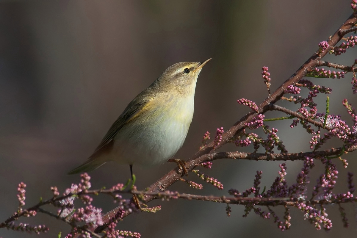 Chiffchaff.