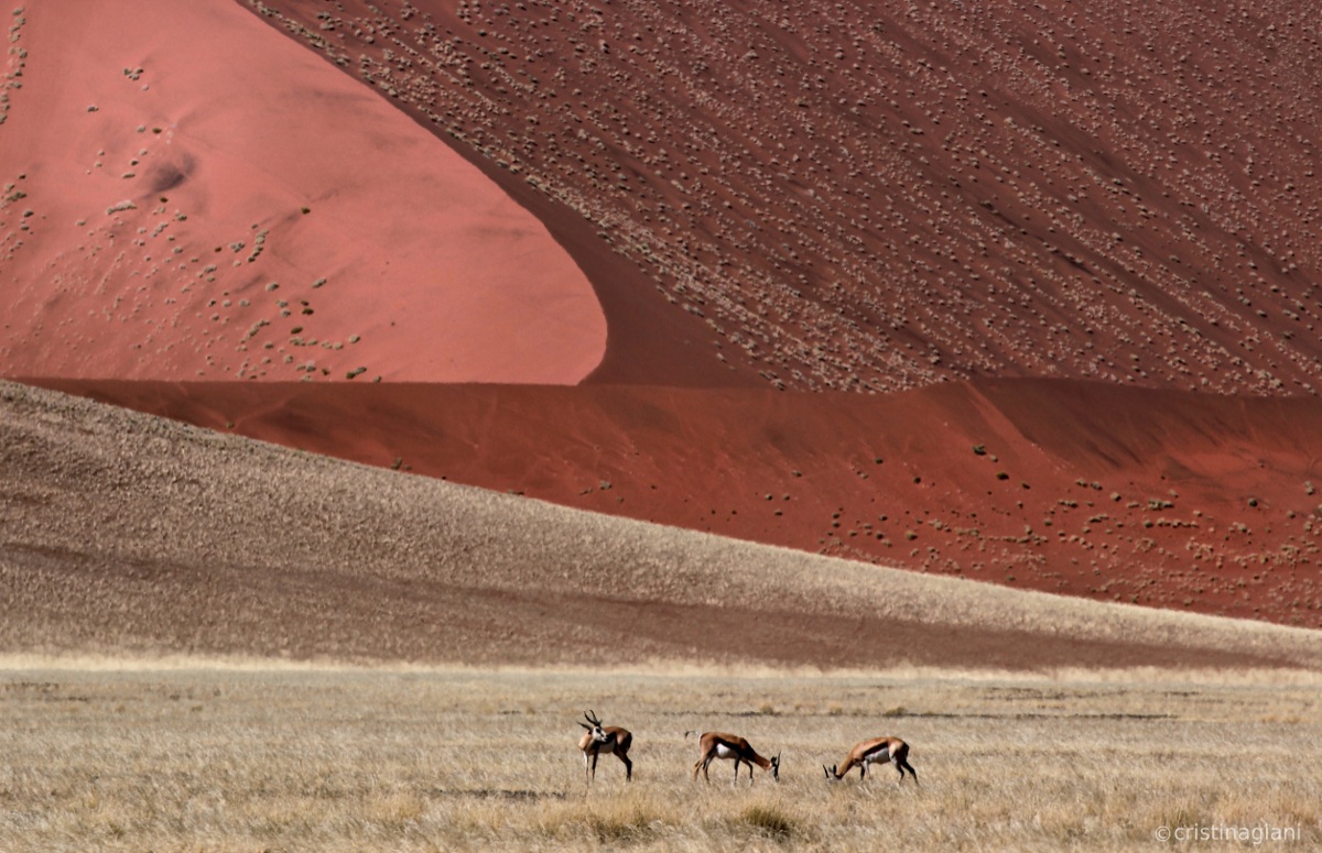 Surviving in Sossusvlei