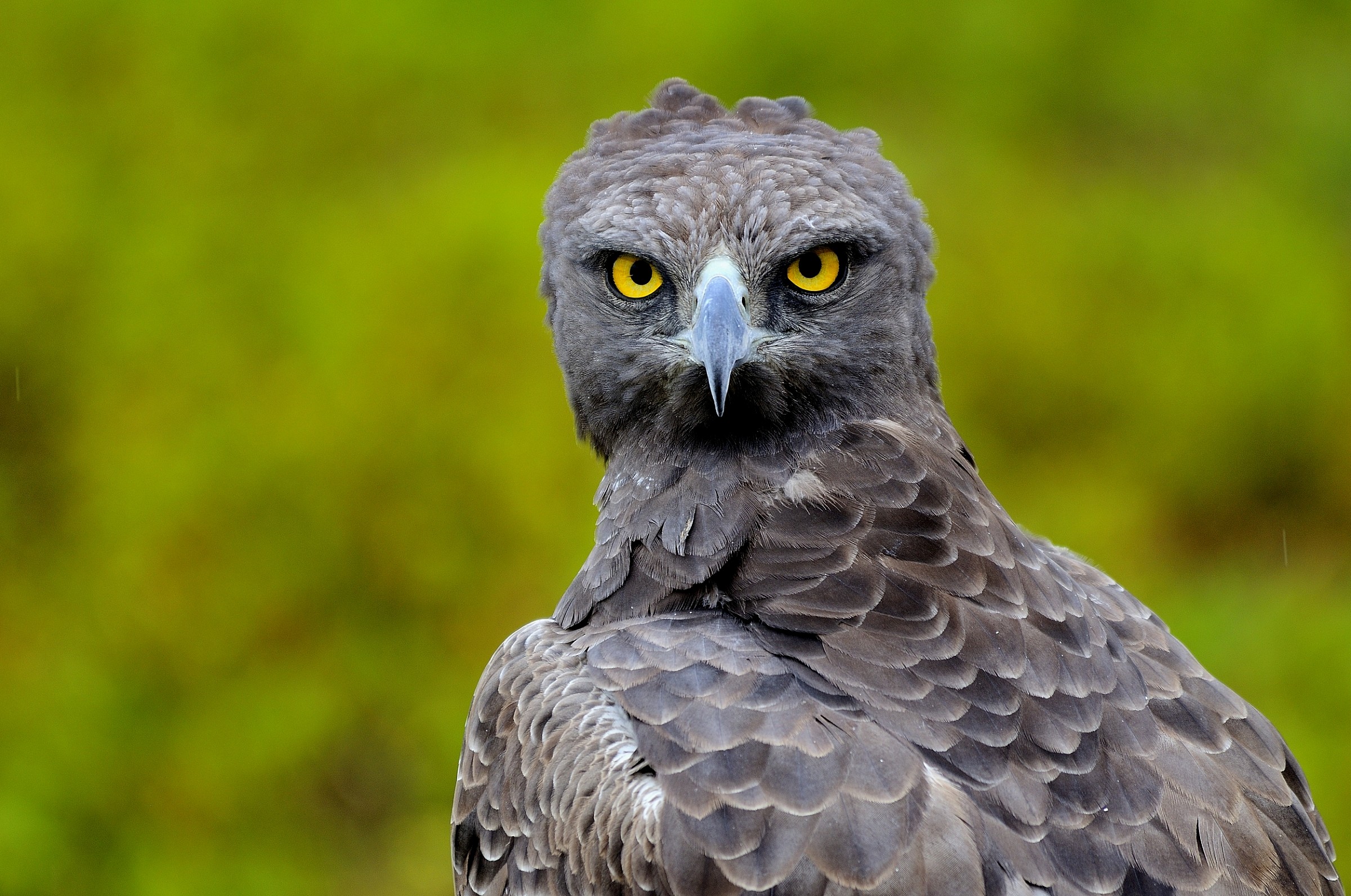 Ngorongoro - Aquila marziale