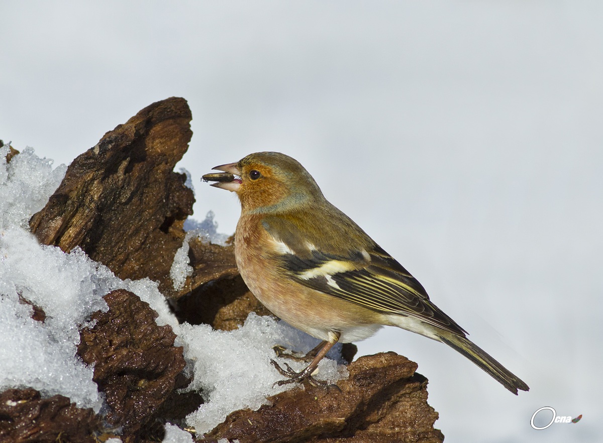 fringuello maschio durante nevicata
