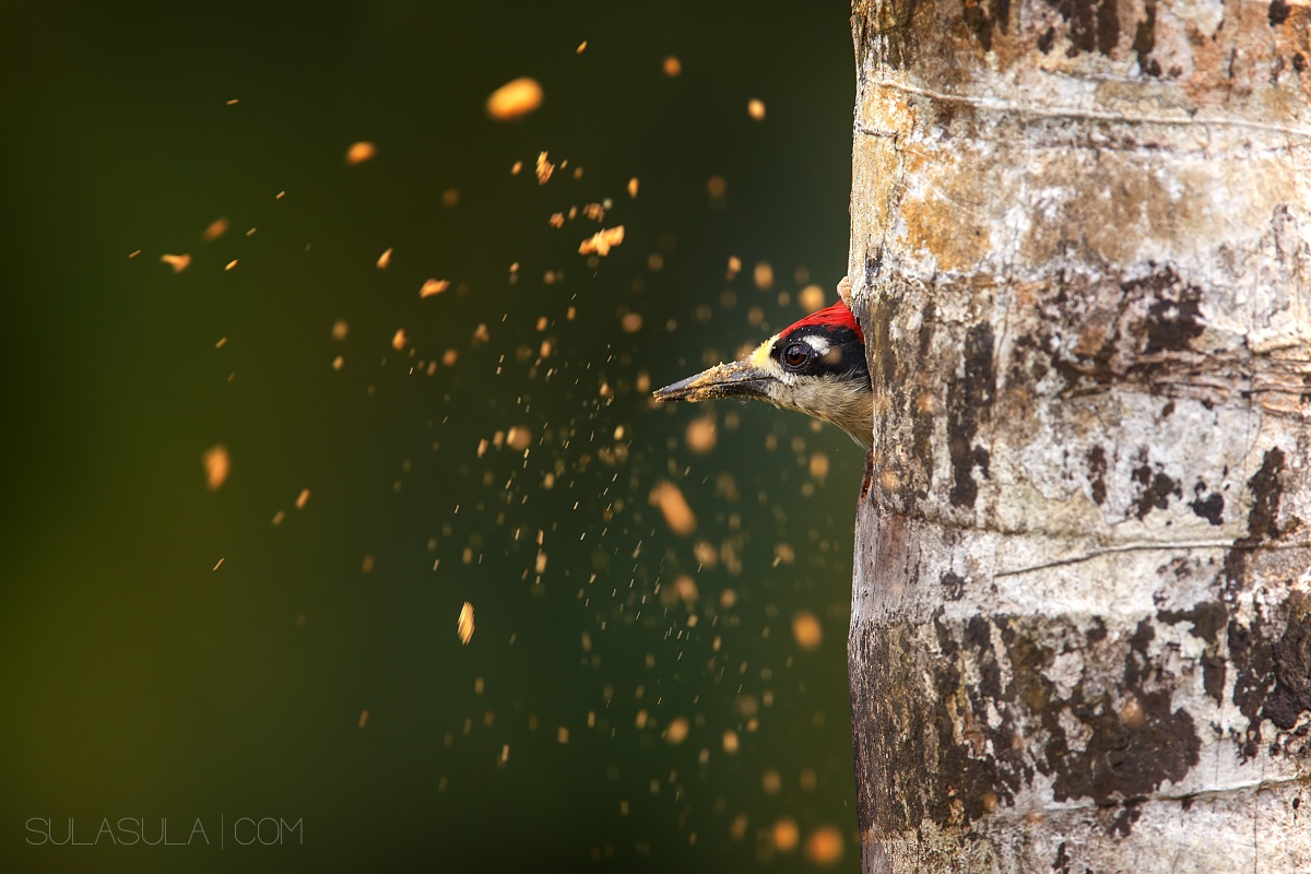 Black-cheeked Woodpecker | Costa Rica