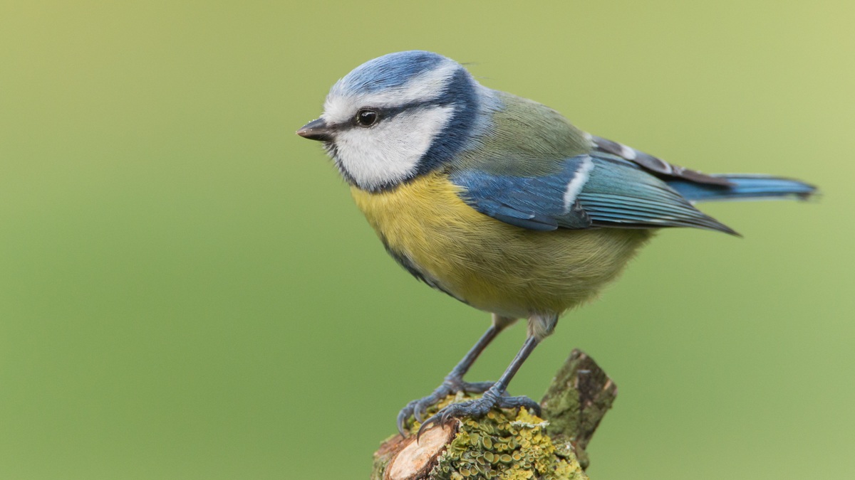 Blue tit