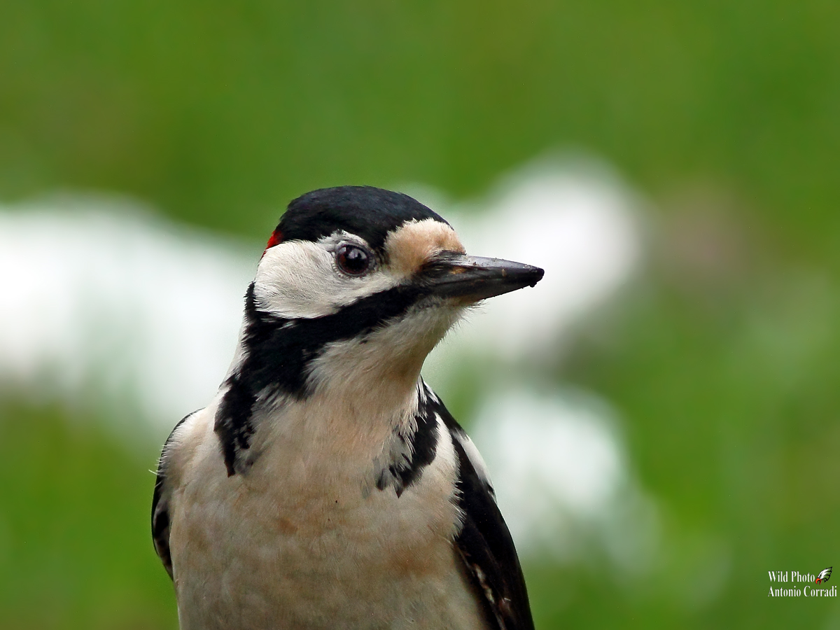 Ritratto Picchio Rosso Maschio