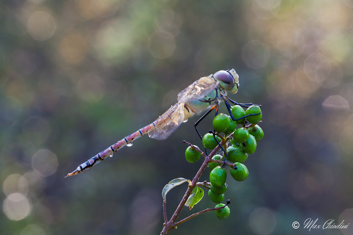 Psychedelic Dragonfly