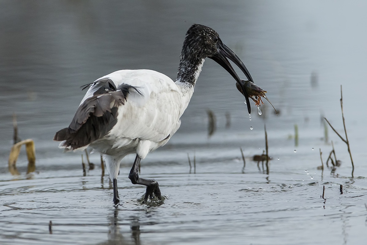 Sacred Ibis with shrimp