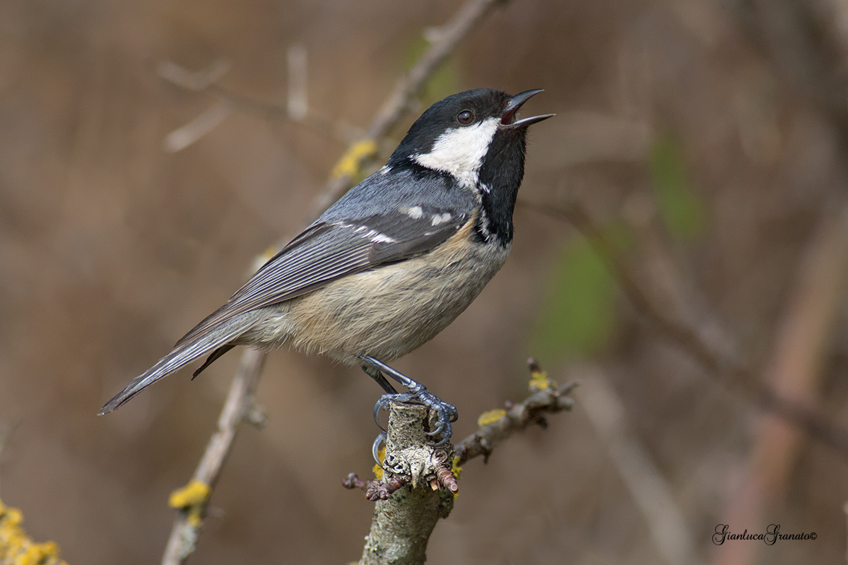 Coal Tit