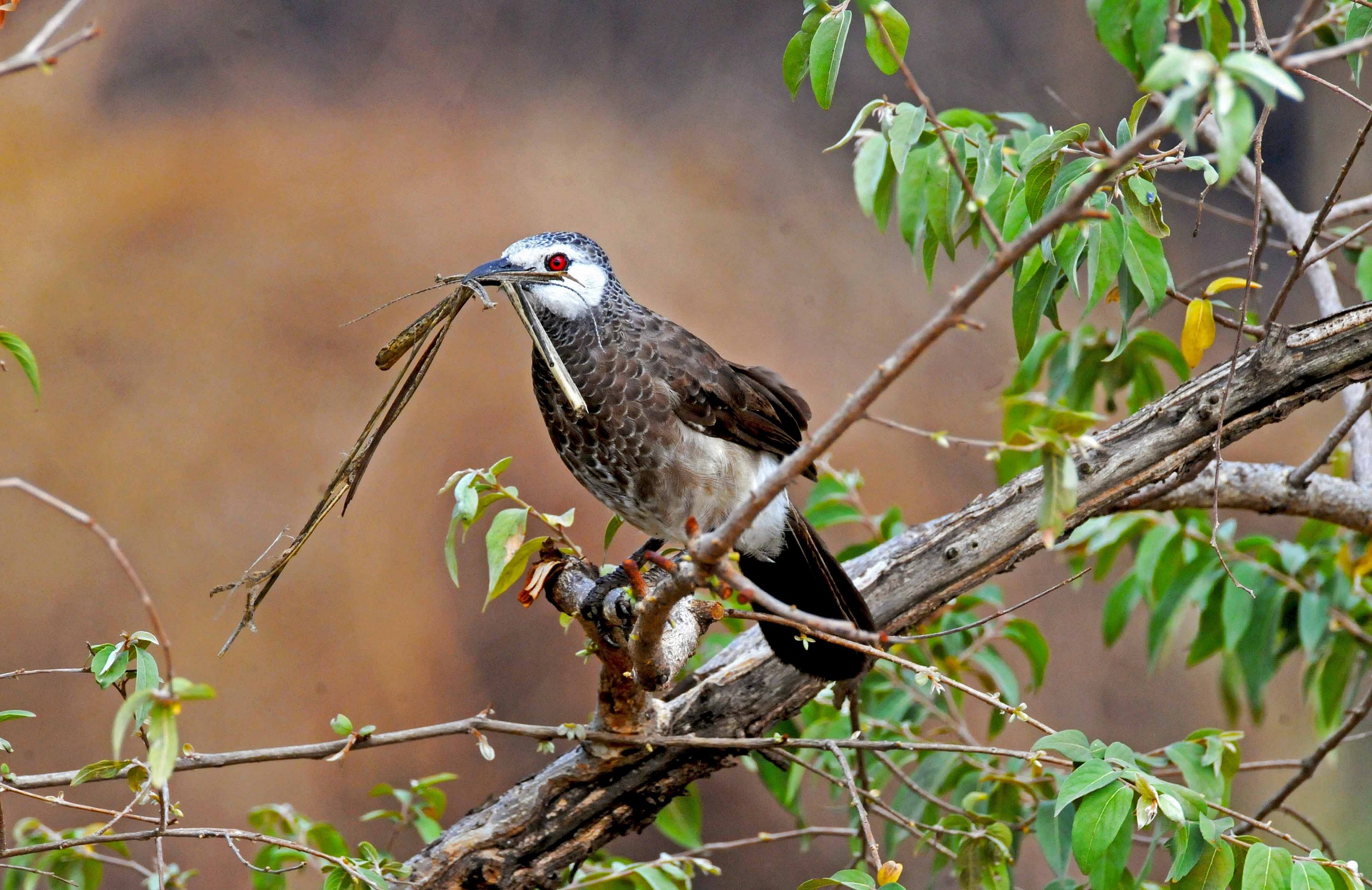 Garrulo groppone bianco - Etiopia - Beles