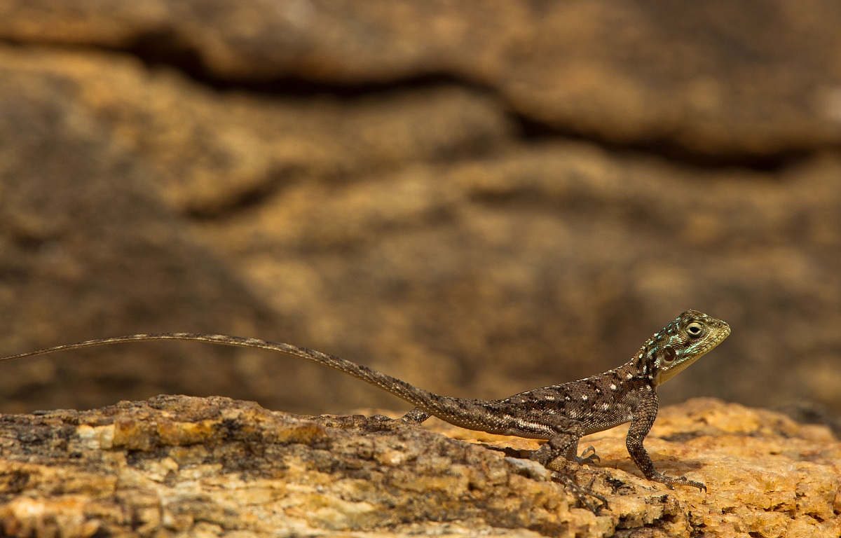 Impala con il bambino