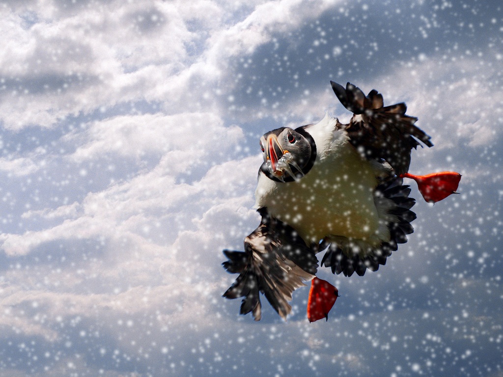 Puffin in neve artificiale