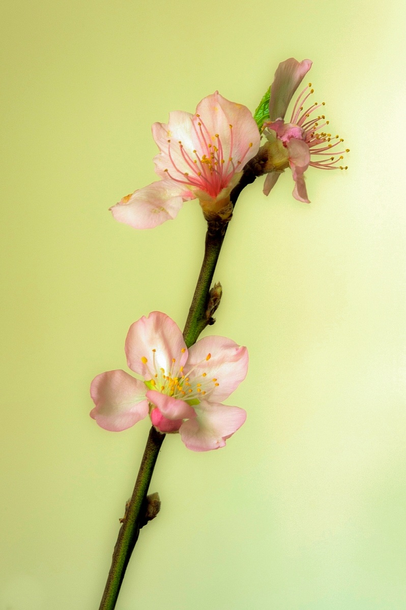 Flowers pink peach blossoms