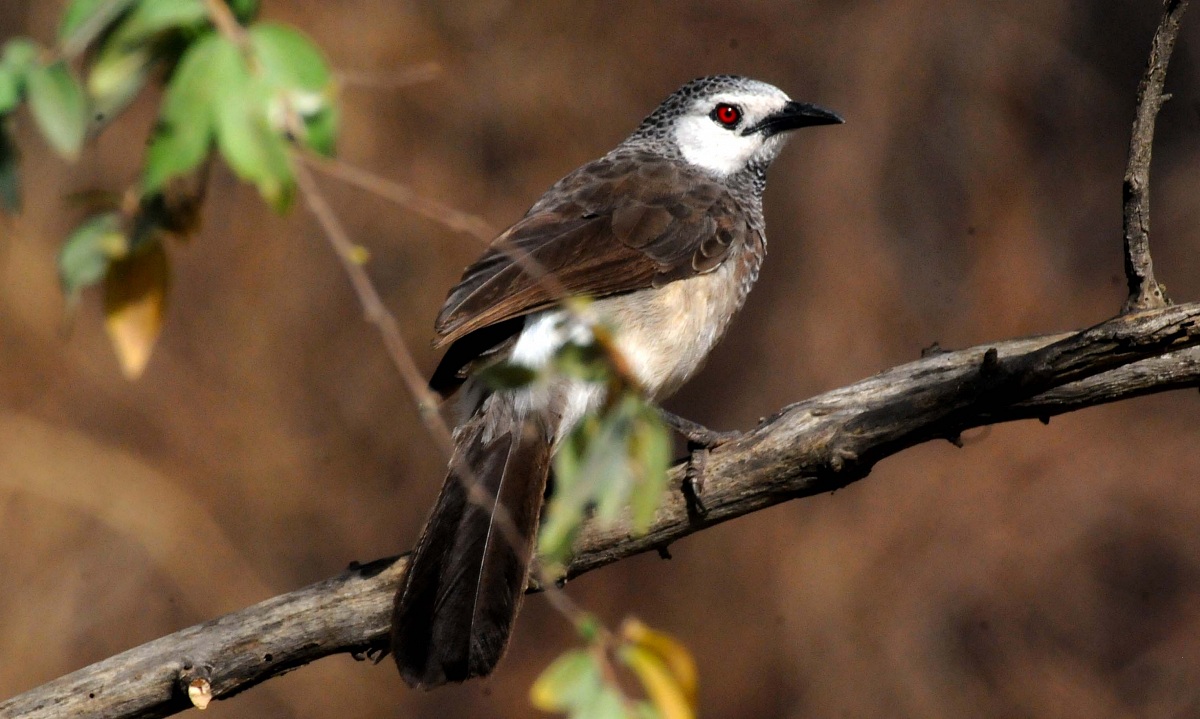 Garrulo groppone bianco - Beles - Etiopia