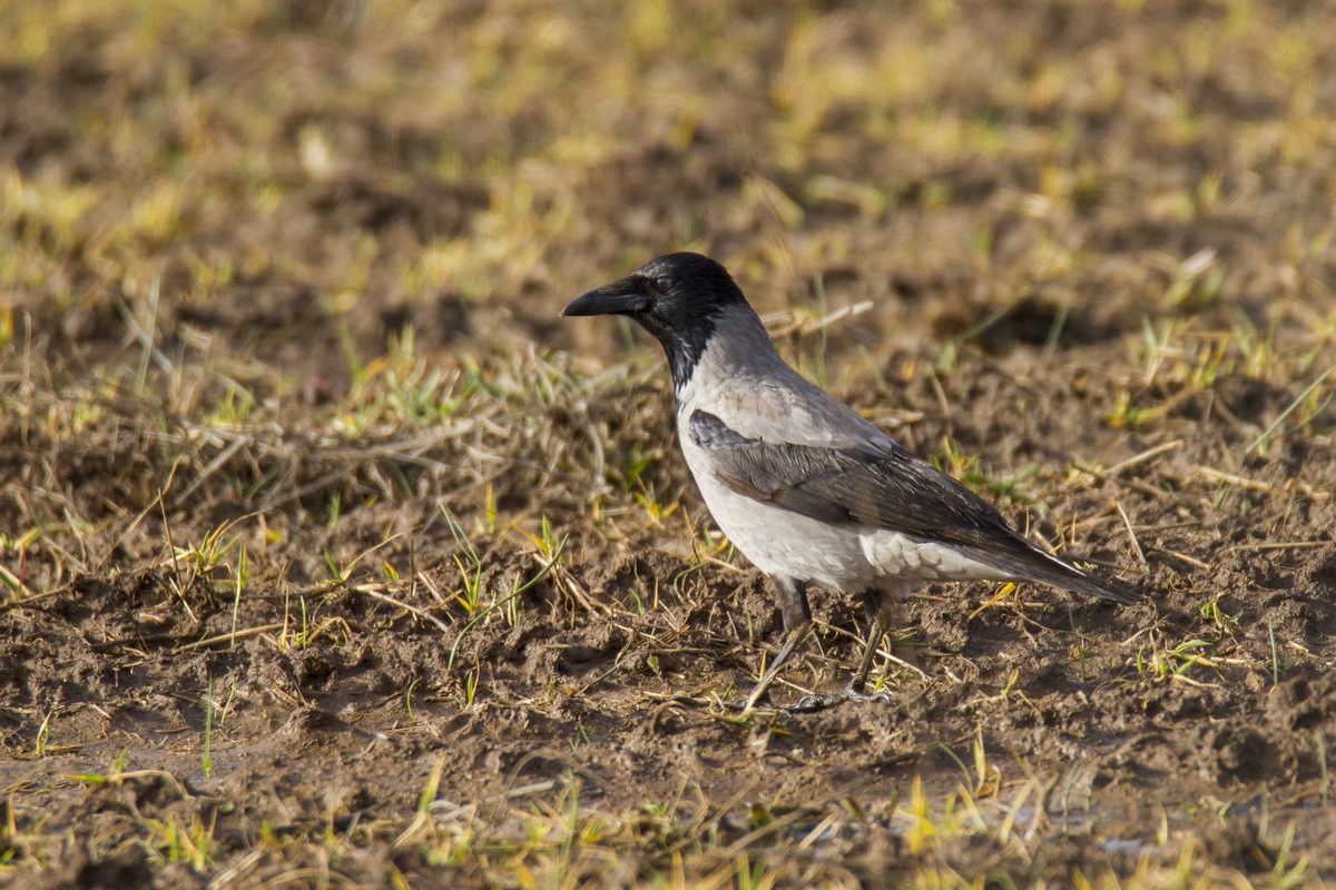 Hooded Crow