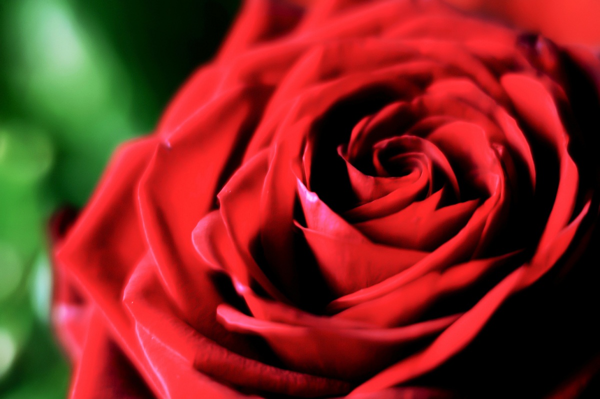 I'll give you a rose ..